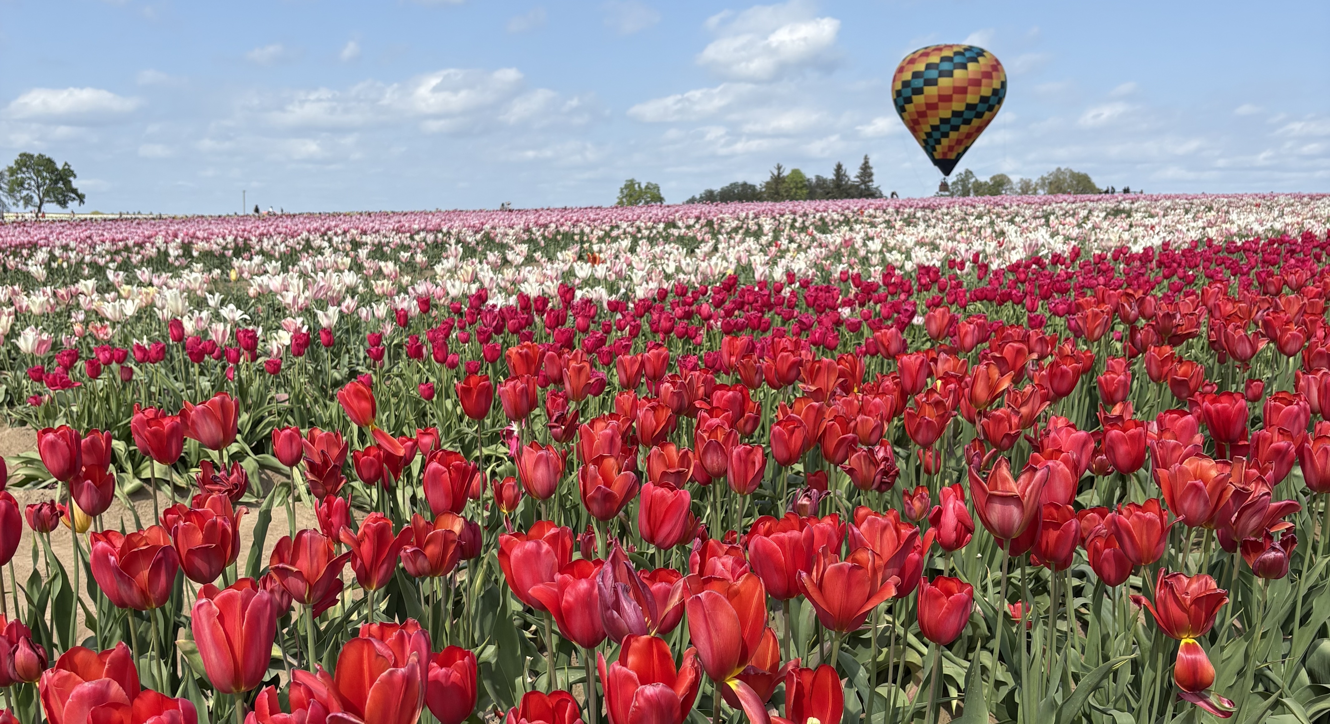 Image 16 - Tulip Farm