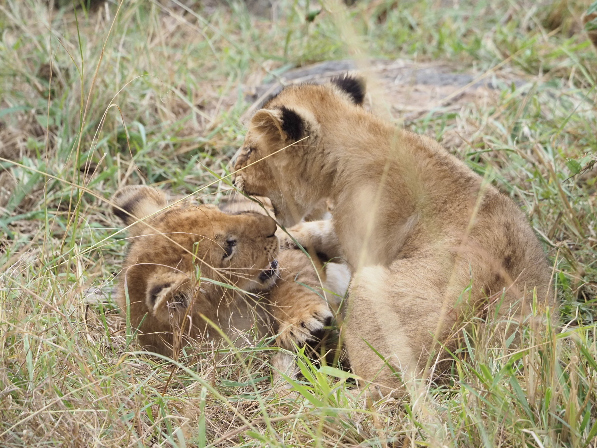 Image 18 - Africa